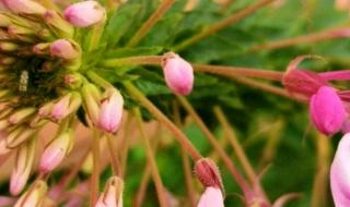 小柳树和小枣树 小柳树和小枣树